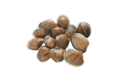 Almeja