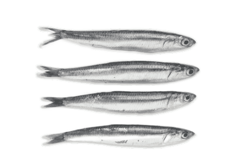 Boquerones
