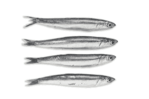 Boquerones