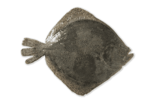 rodaballo