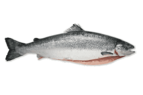 Salmón Noruego