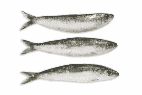 Sardinas
